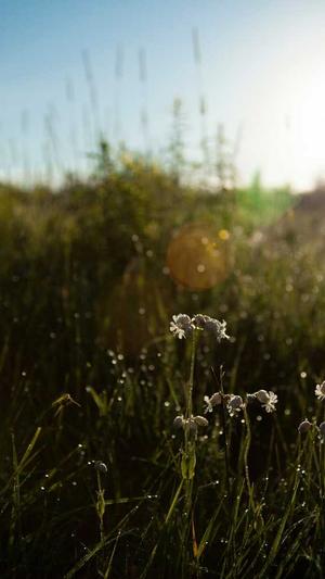 黑猫seo优化工具截图1