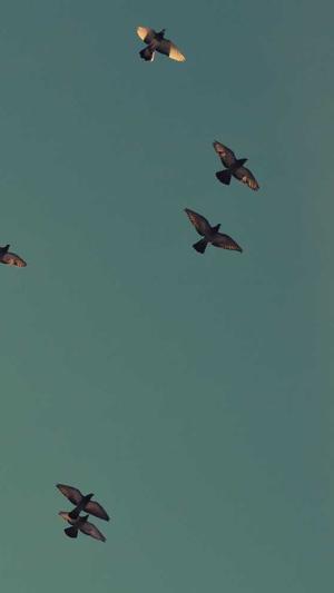 泛目录推广接单代发截图1