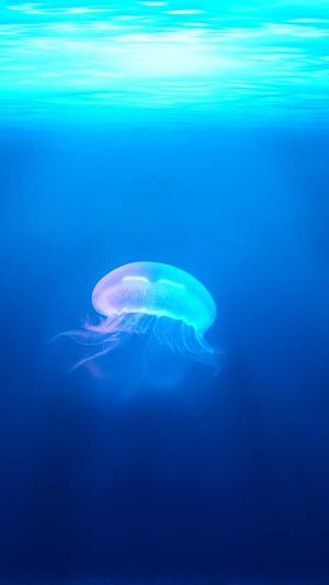 seo刷关键词排名优化截图4