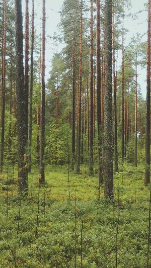 百度seo收费外推泛目录截图1