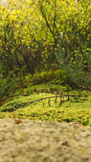 泛目录推广接单代发截图2