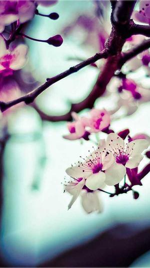 蓝天算法 蜘蛛池截图3