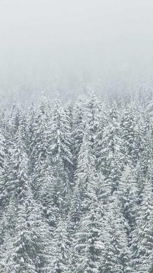 泛目录是ahua seо徽啊截图3